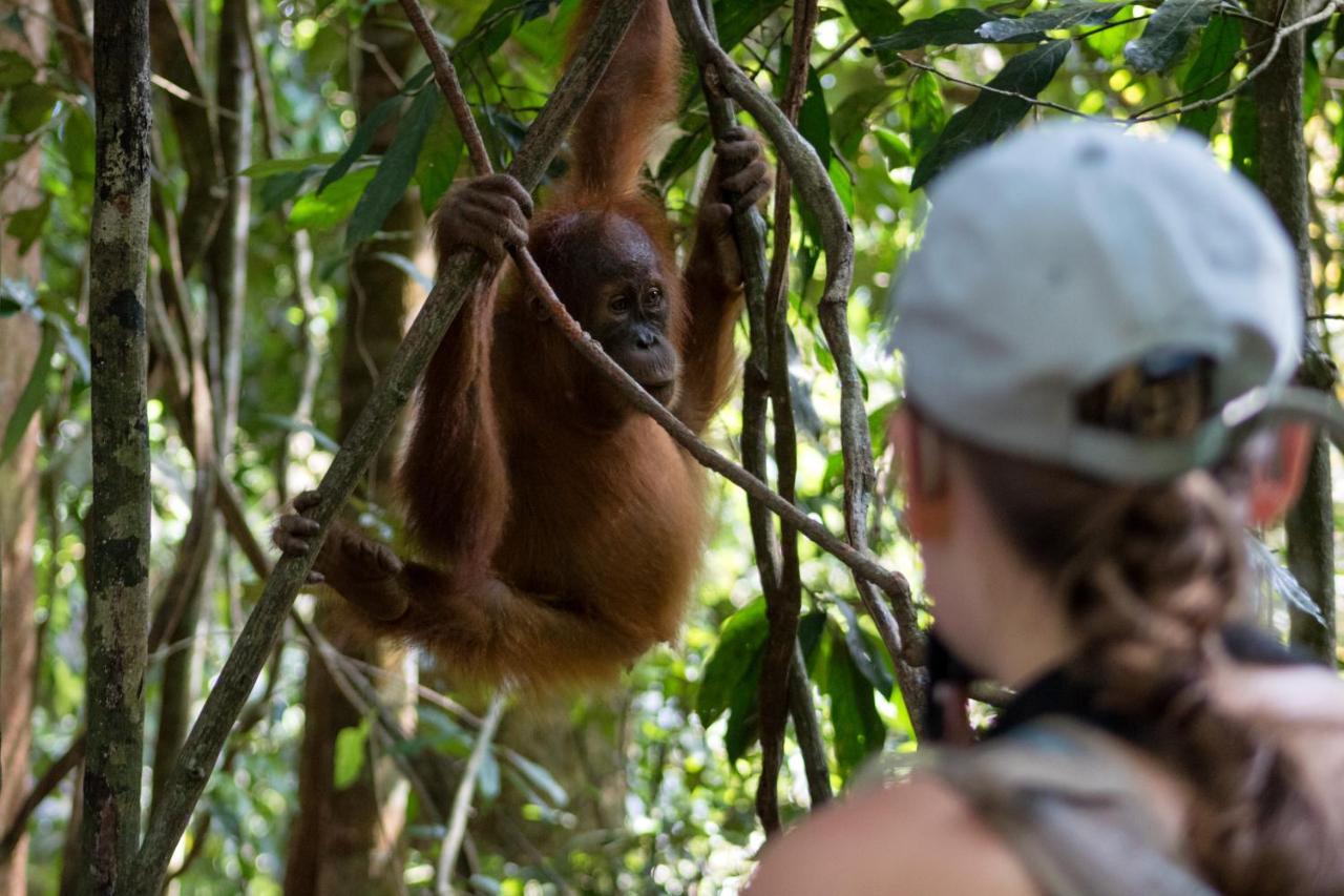 Rain Forest Guest House Bukit Lawang Exteriör bild