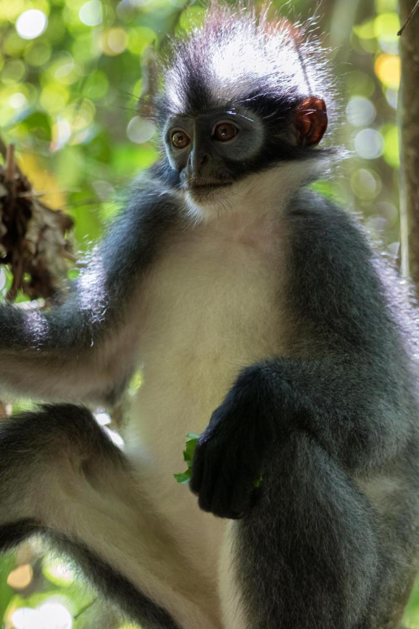 Rain Forest Guest House And Jungle Trekking Bukit Lawang Exteriör bild
