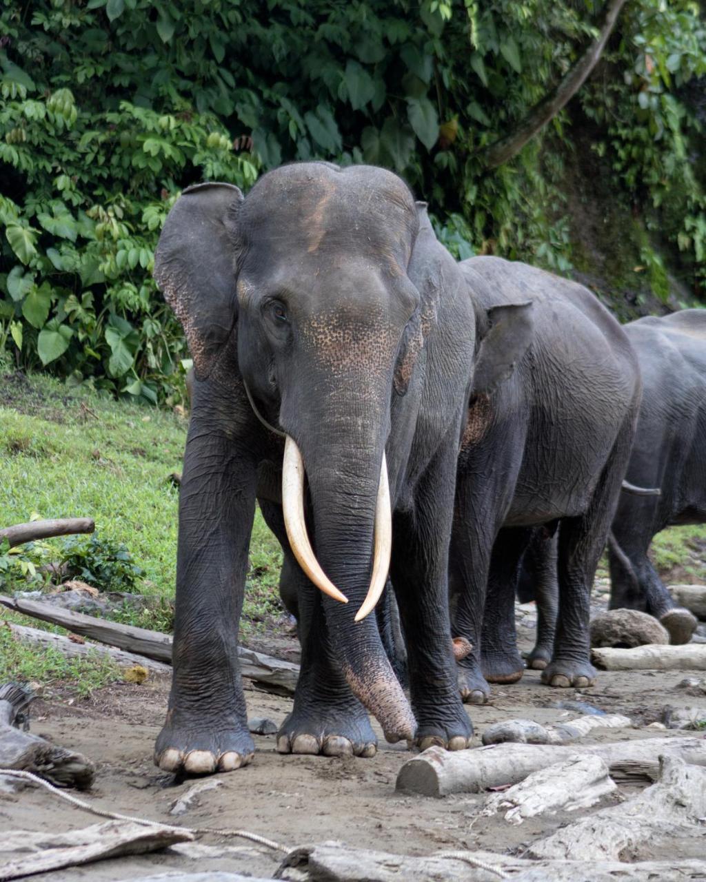 Rain Forest Guest House And Jungle Trekking Bukit Lawang Exteriör bild